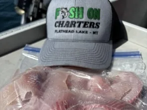 Whitefish Bite is Hot on Flathead