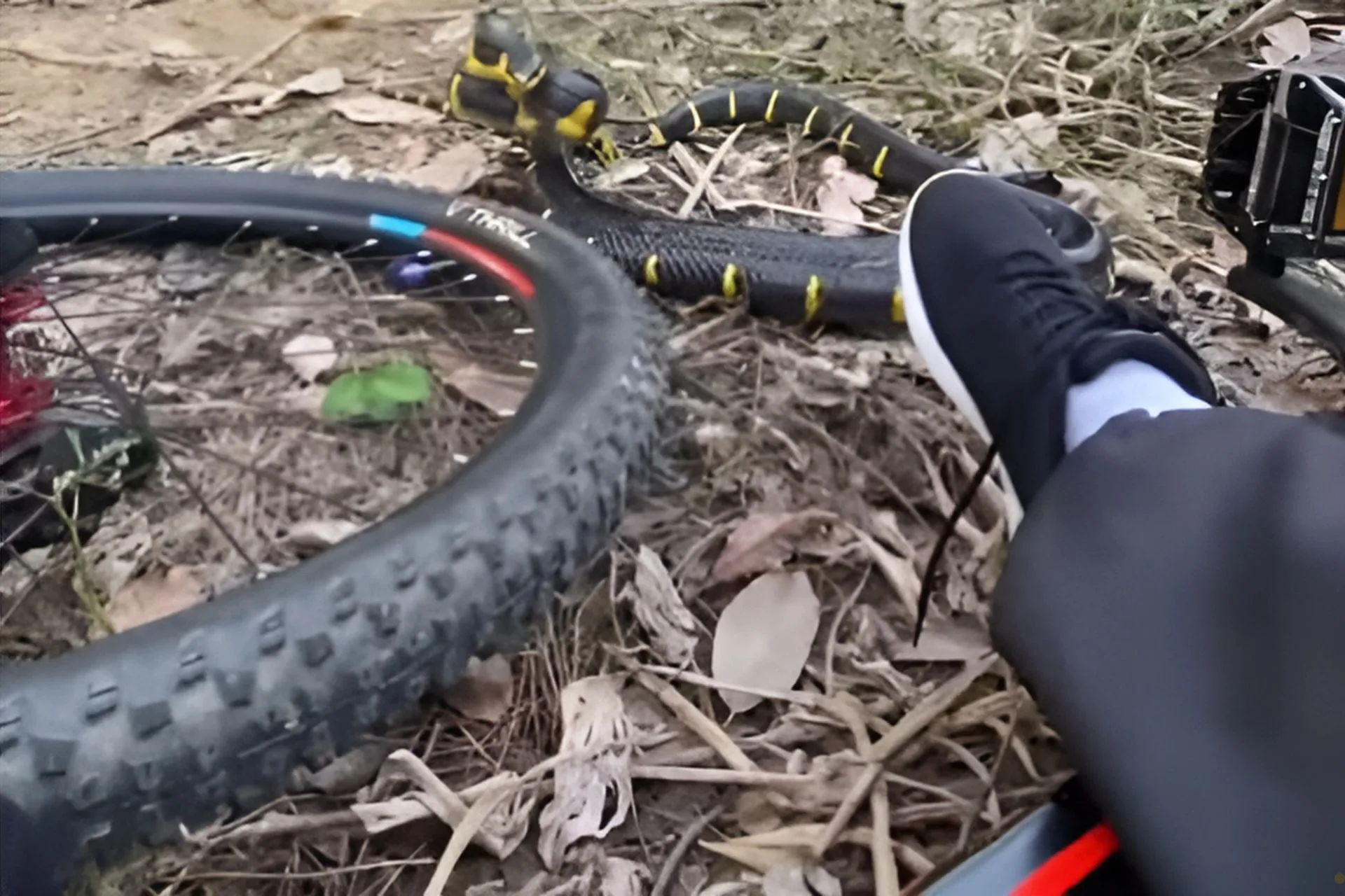 Close Encounters of the Slithery Kind..