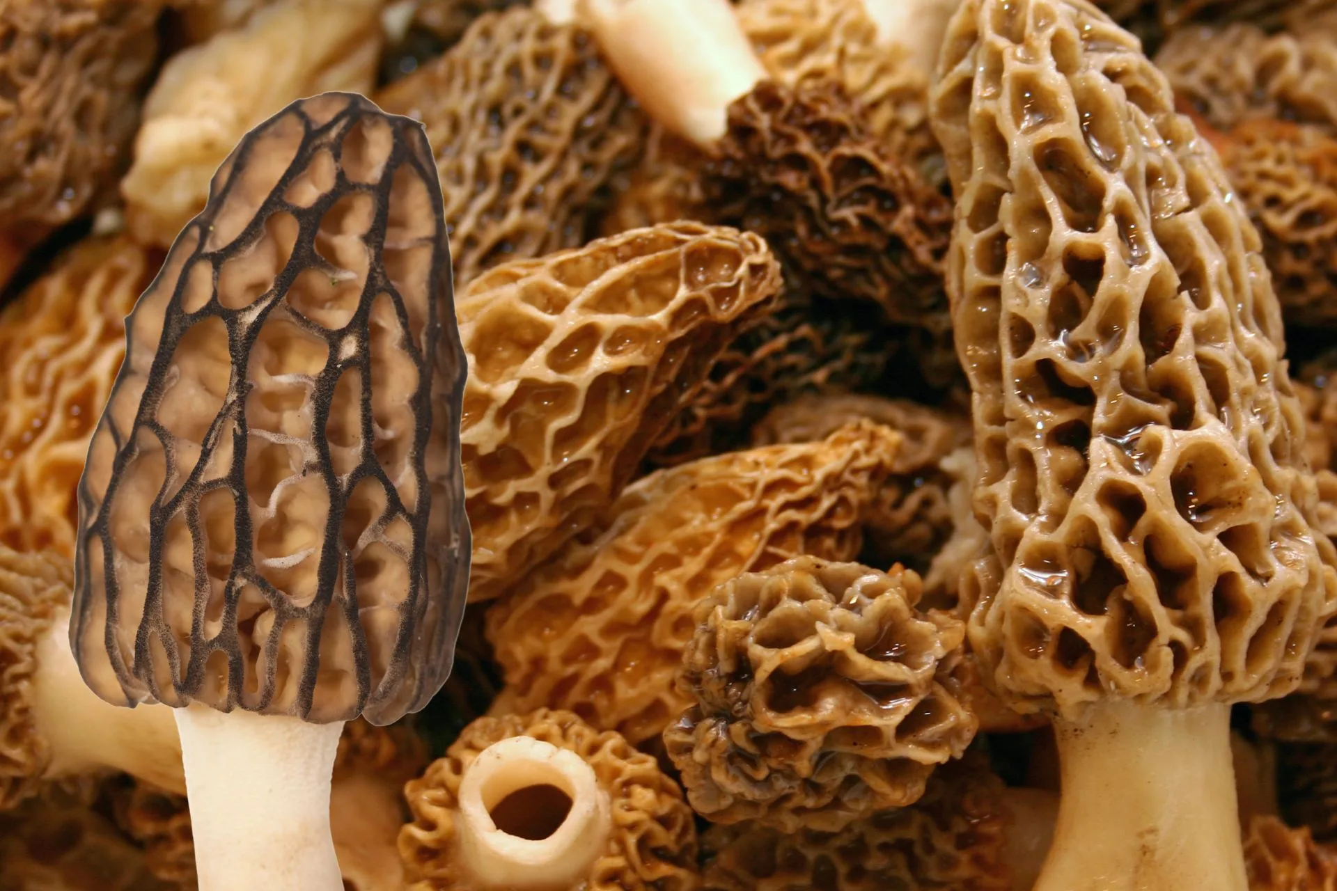 Morel of the Story: Keep It Crunchy
