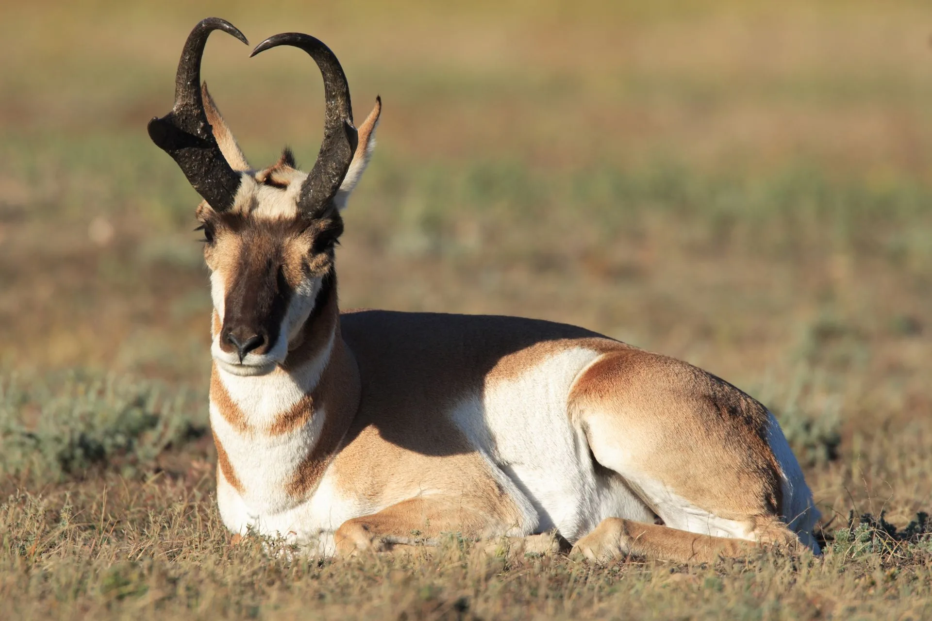 Antelope drawing results now available