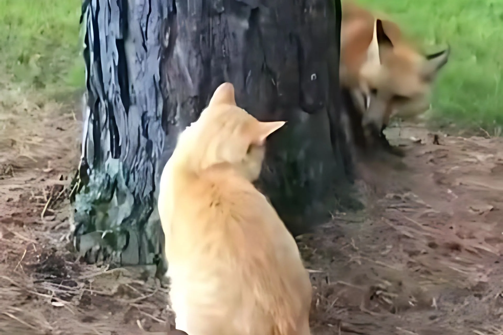 The Best Backyard Bouncer