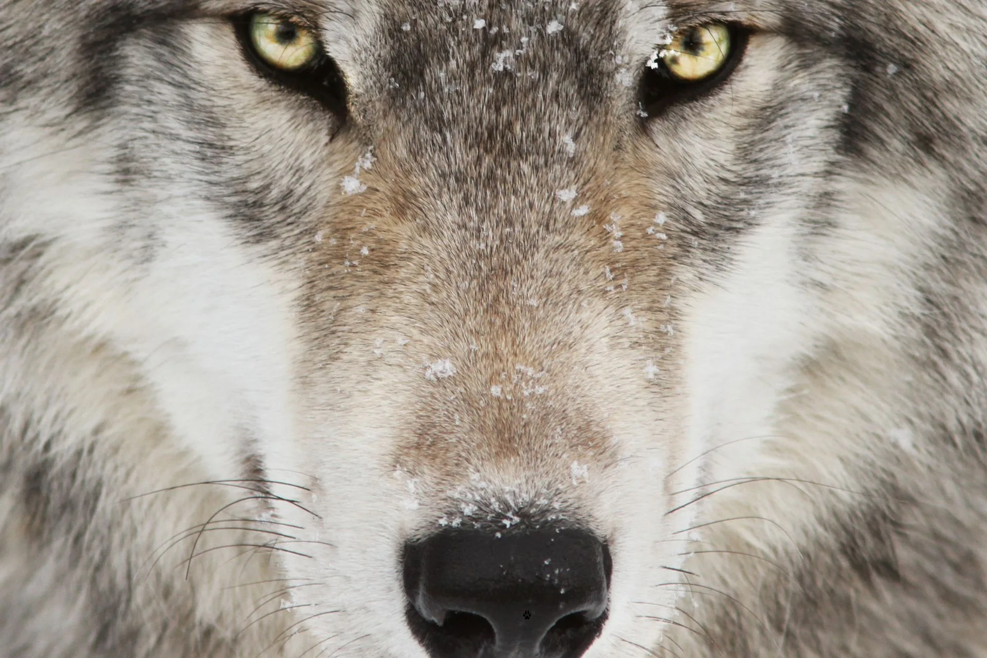 Another Colorado Wolf Lost in Wyoming