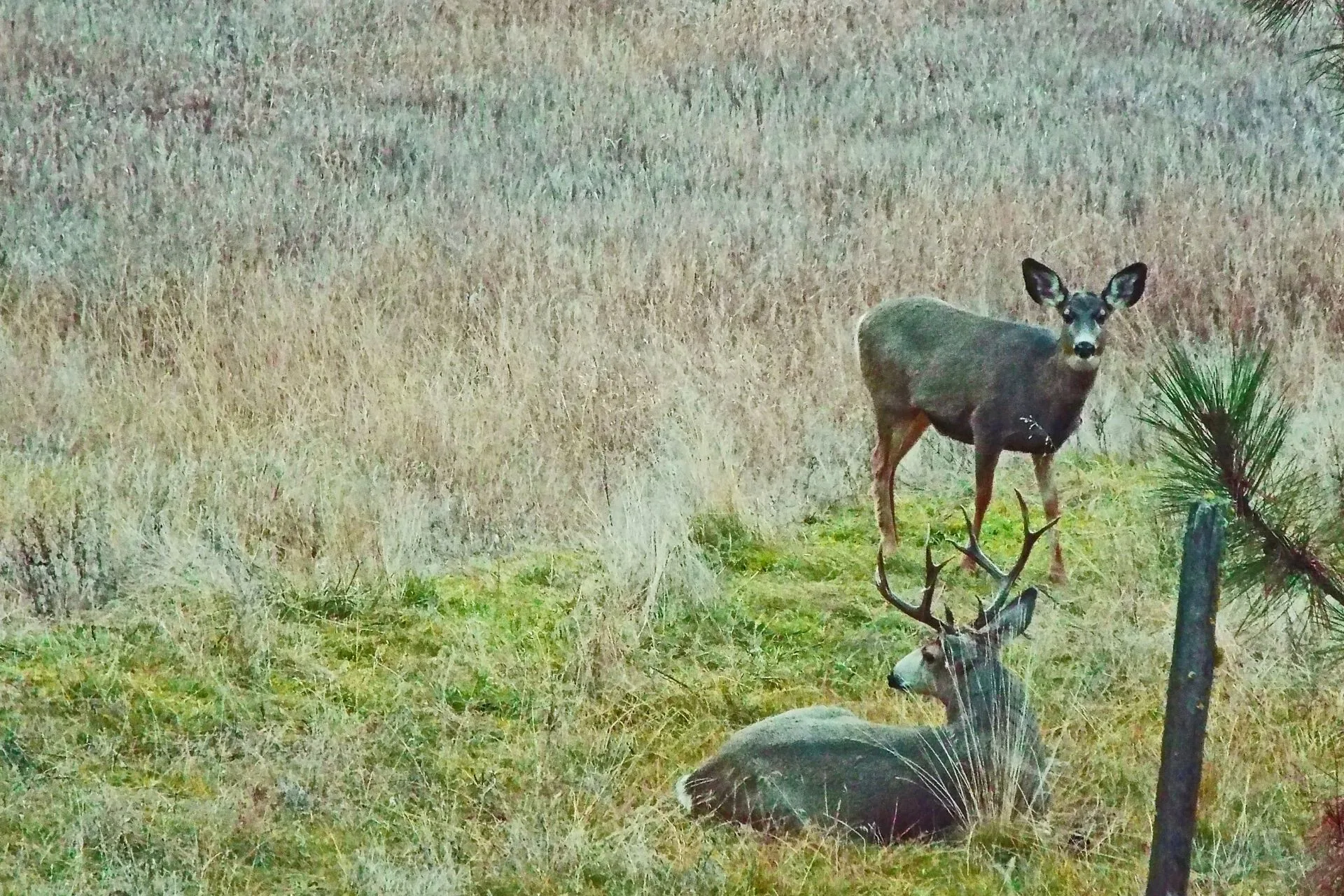 How should mule deer be managed? Public weighs in with ideas