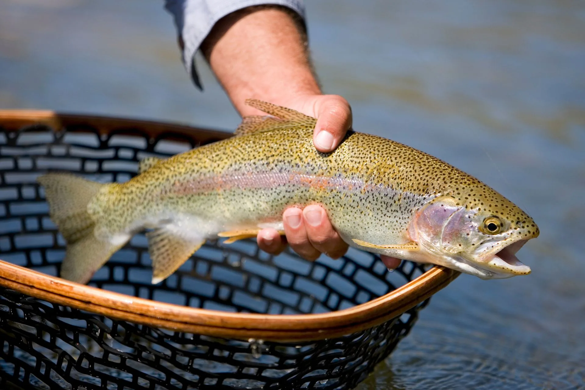 FWP Helena Area Reservoirs Fishing Report 8.11.25