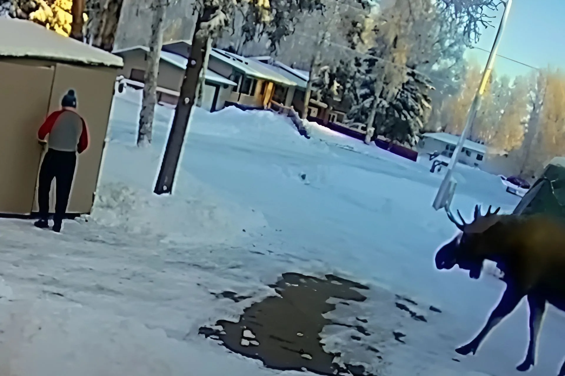 Shed Happens–Especially when Big Bull Moose Are Around