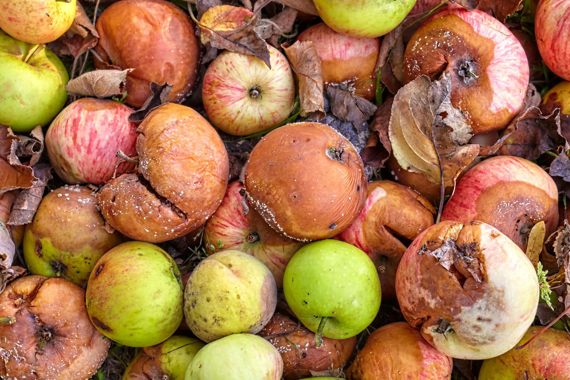 One Rotten Apple