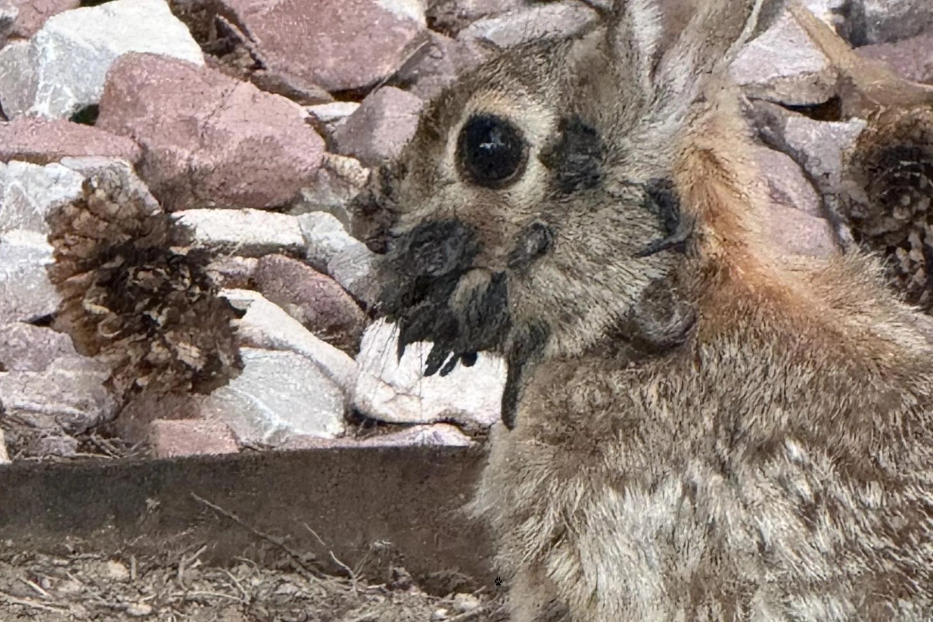 Rabbits In Colorado Are Getting A Viral Makeover…Literally