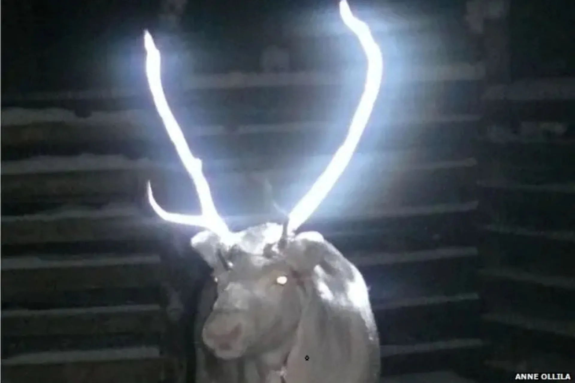 Bright Wildlife Ideas for Dark Roads