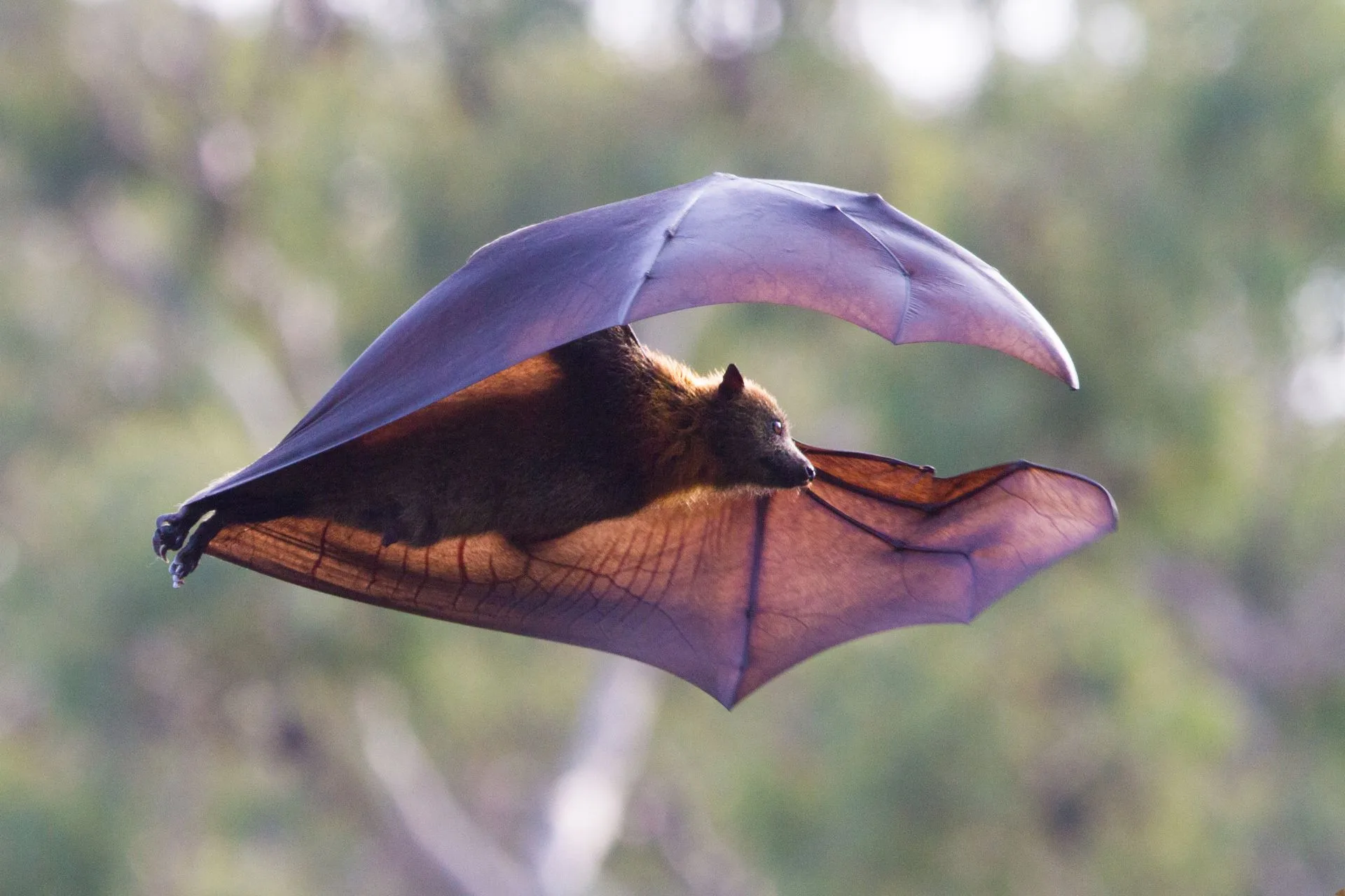 Bats Are Busy, But Safety Comes First