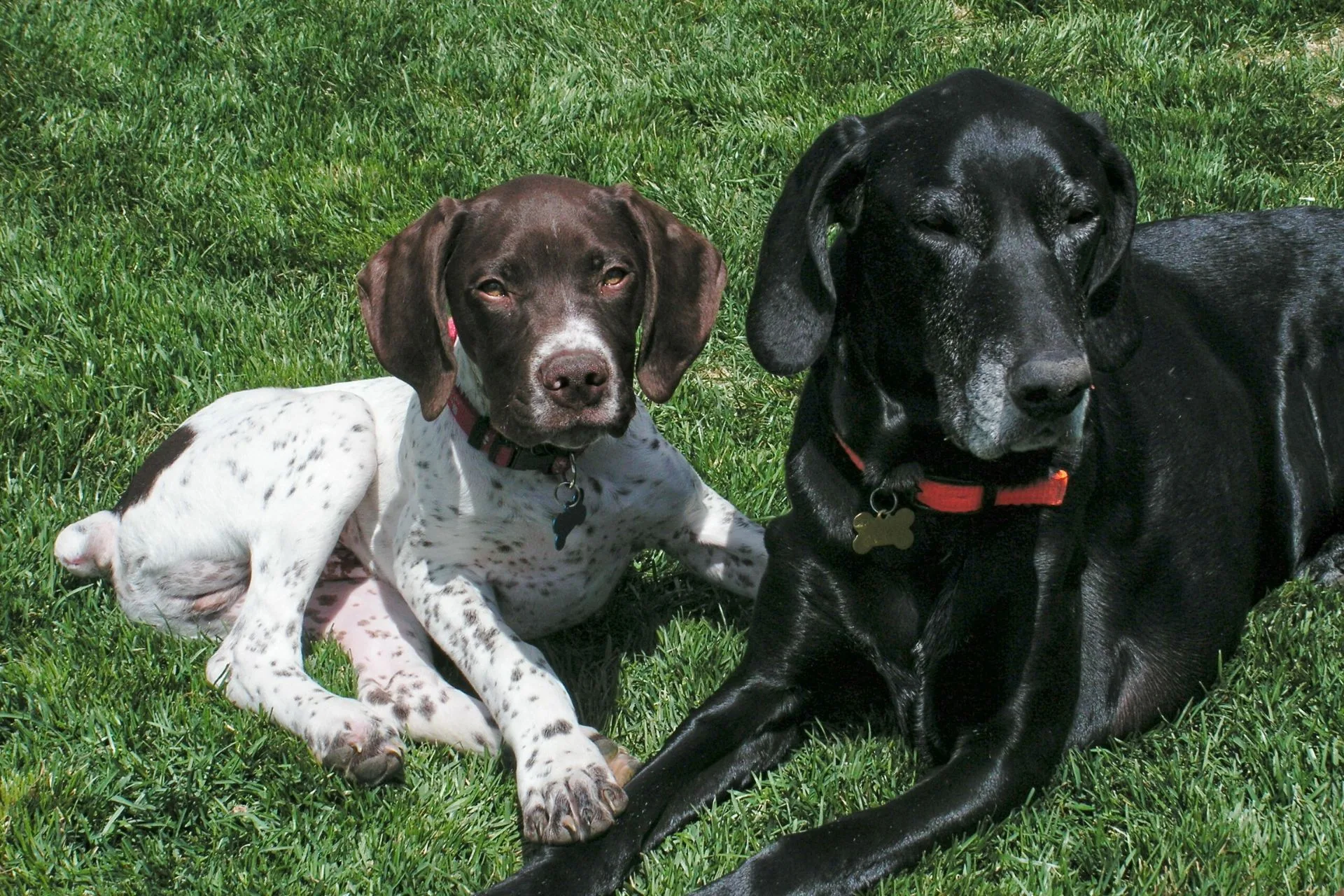 Great Dogs, Great Legacy