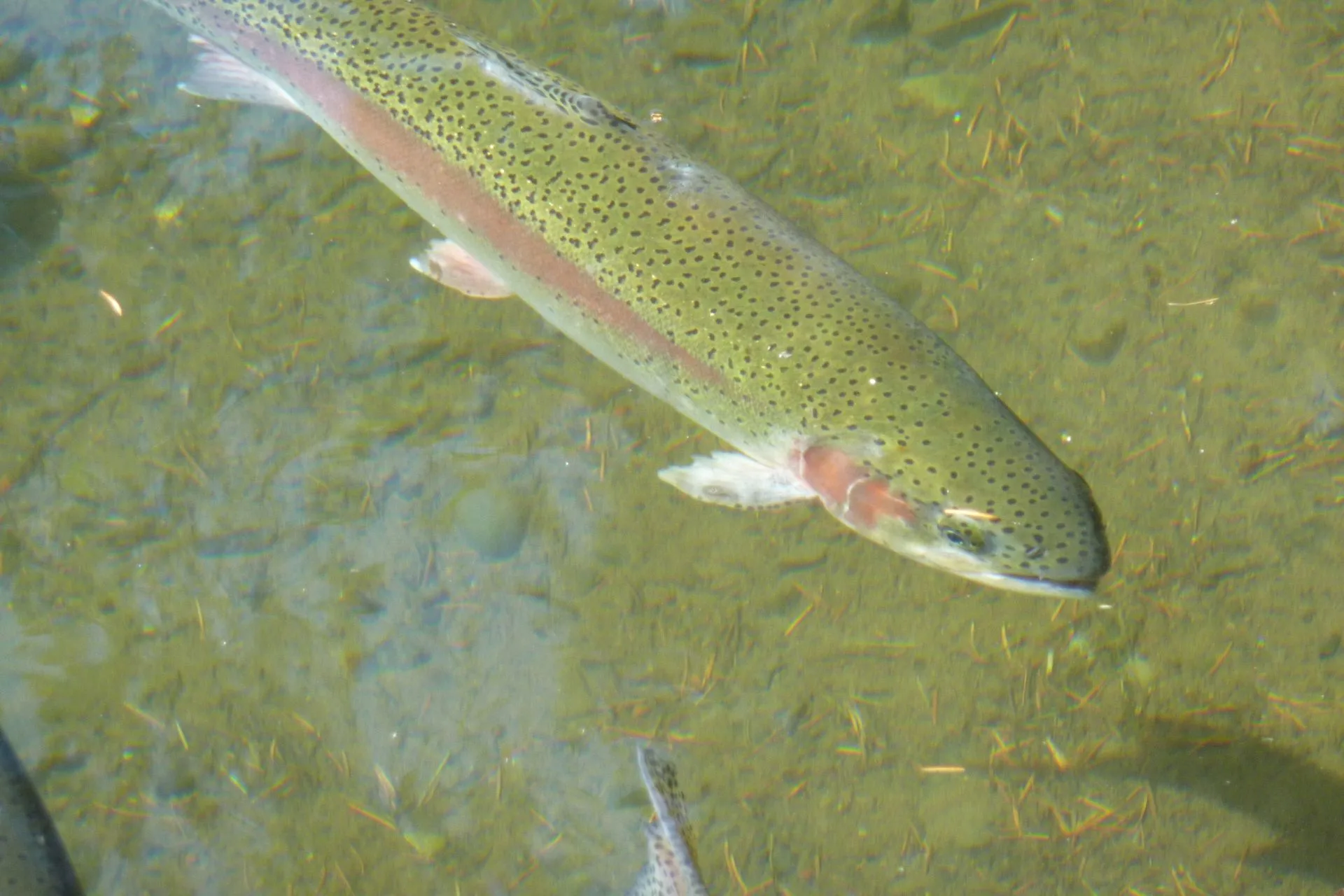 FWP Helena Area Reservoirs Fishing Report 8.18.25