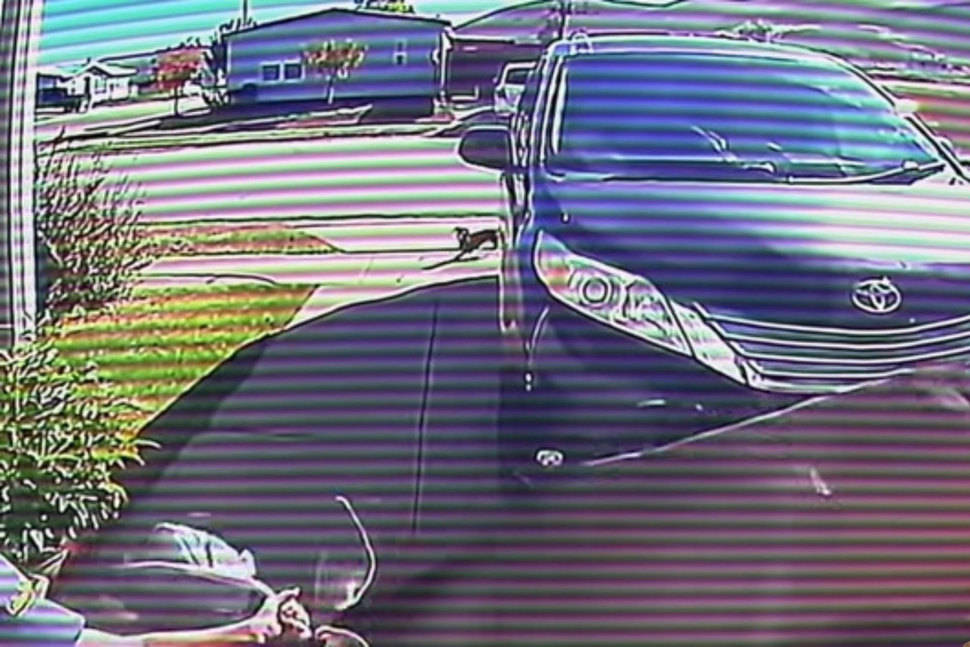 Buck Attacks Woman In Yard