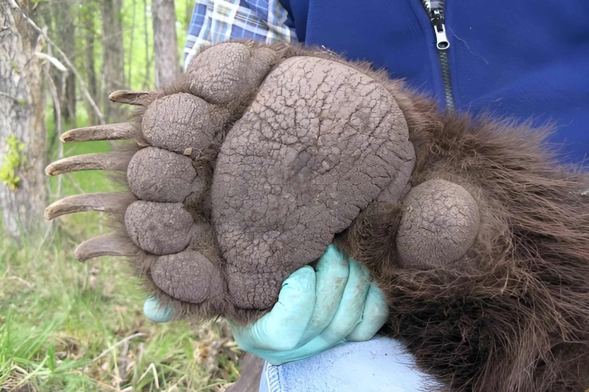 Grizzly Bearable?
