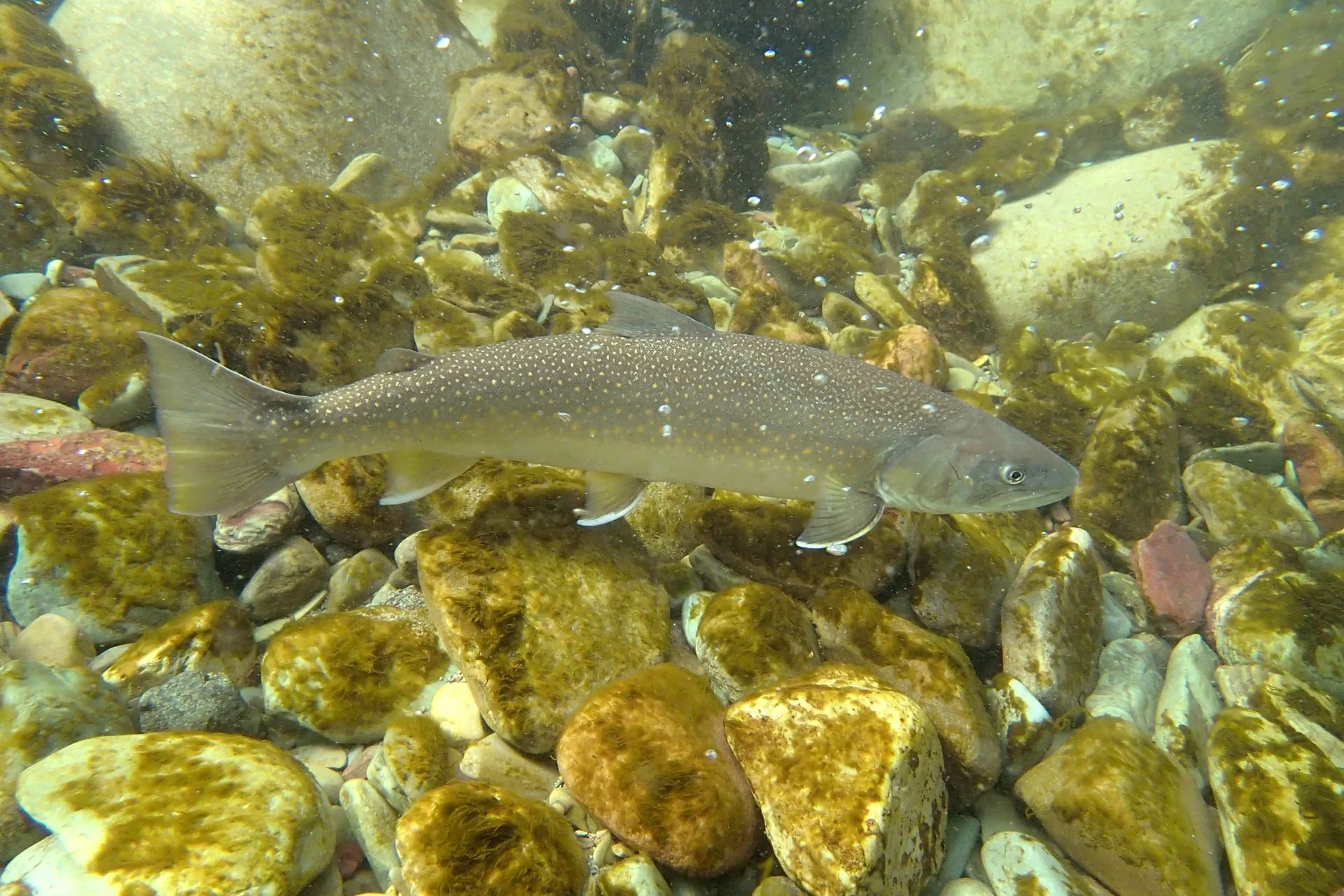 Anglers can take precautions to avoid accidentally catching bull trout