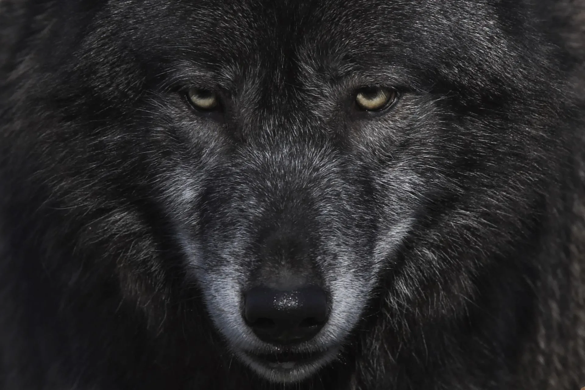 Despite Court Challenge, Idaho Holds the Leash on Wolf Management