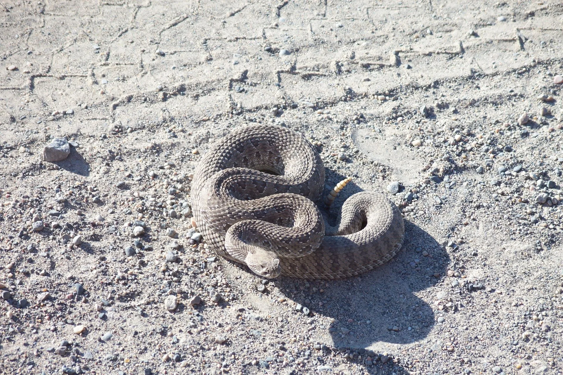 Serpent Dangers
