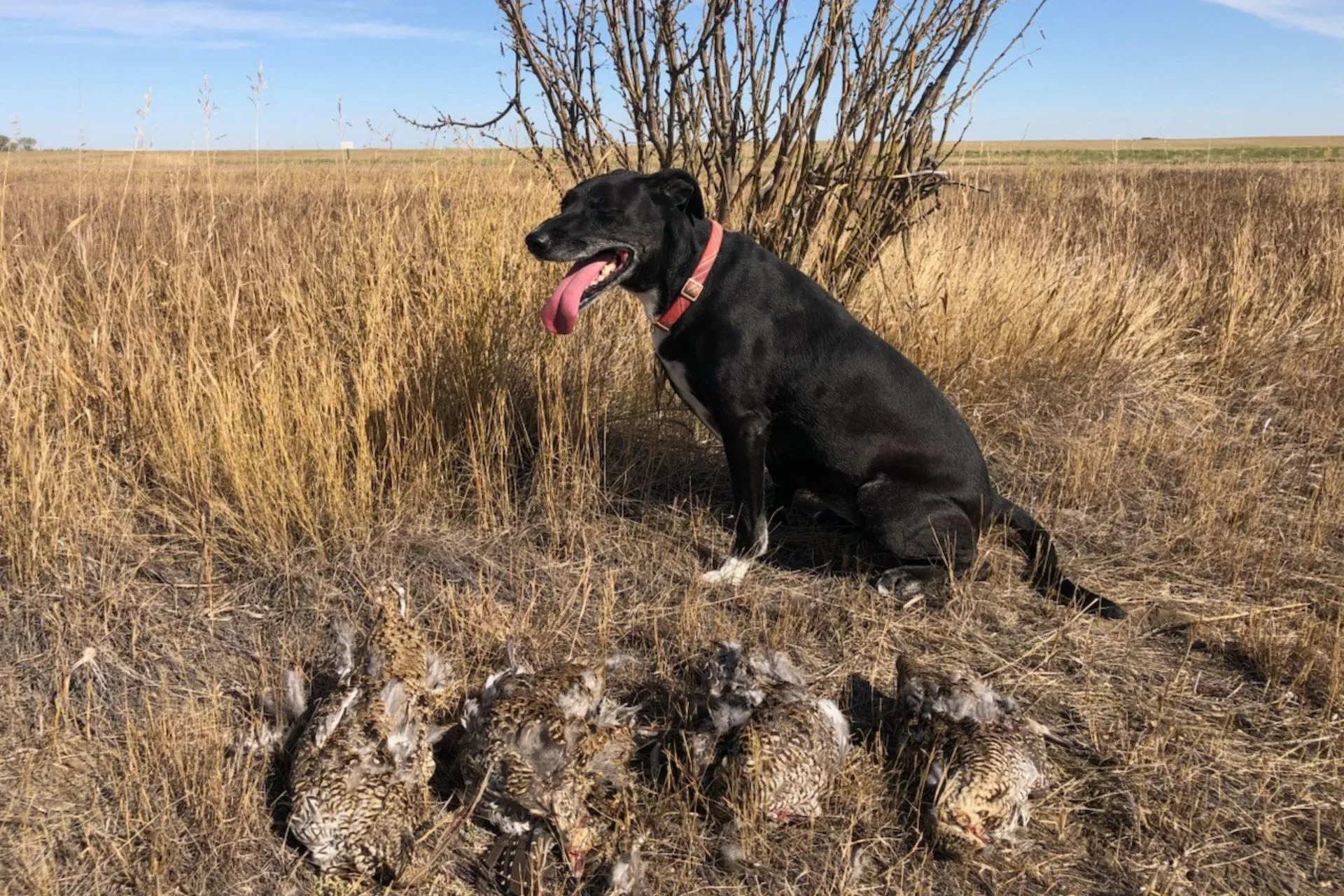 Upland Gamebird Forecast for NE Montana