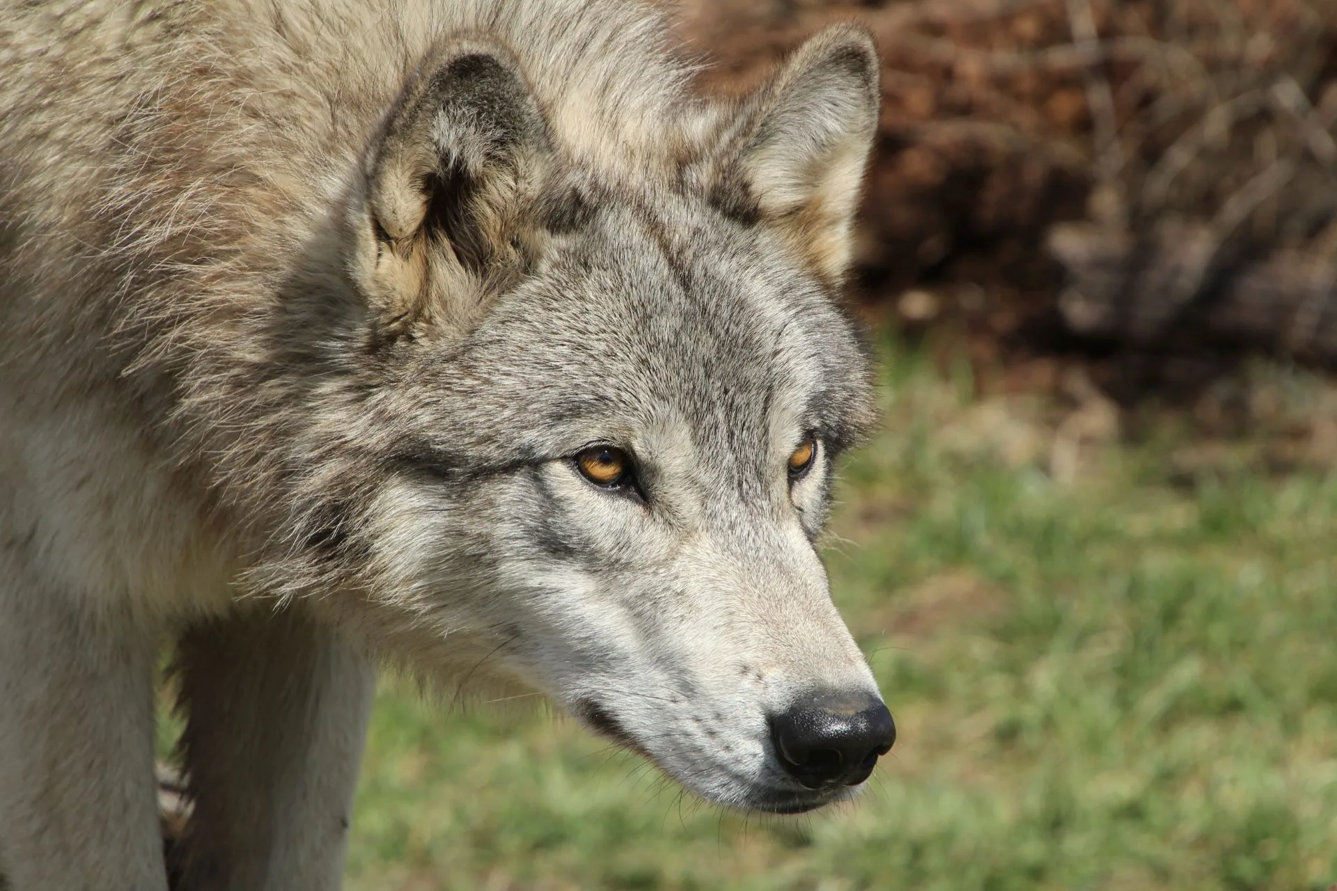 Wolf Hunting Rules Overhauled in Montana