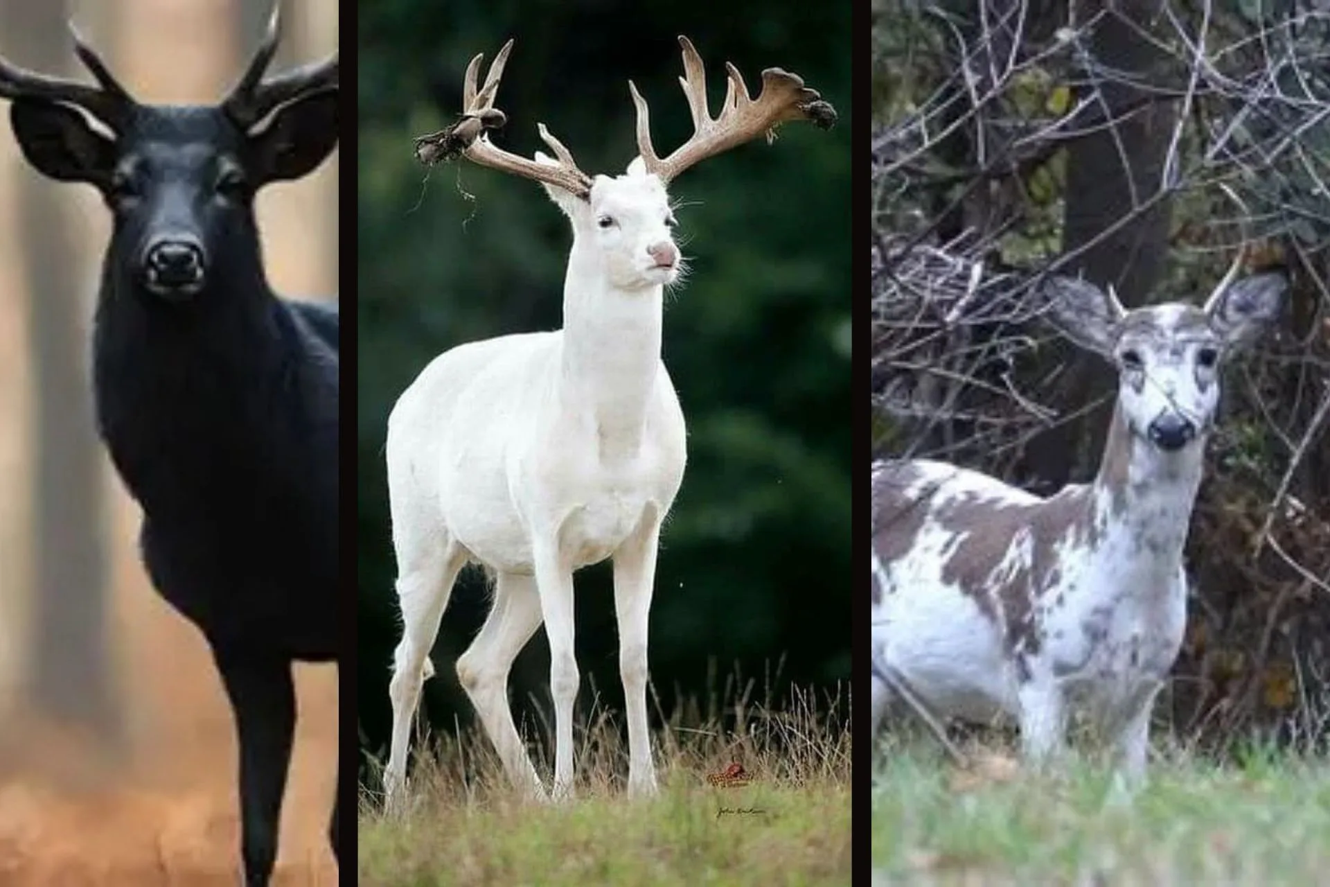 They’re Black, they’re White, they’re both, Yea, Yea, Yea!
