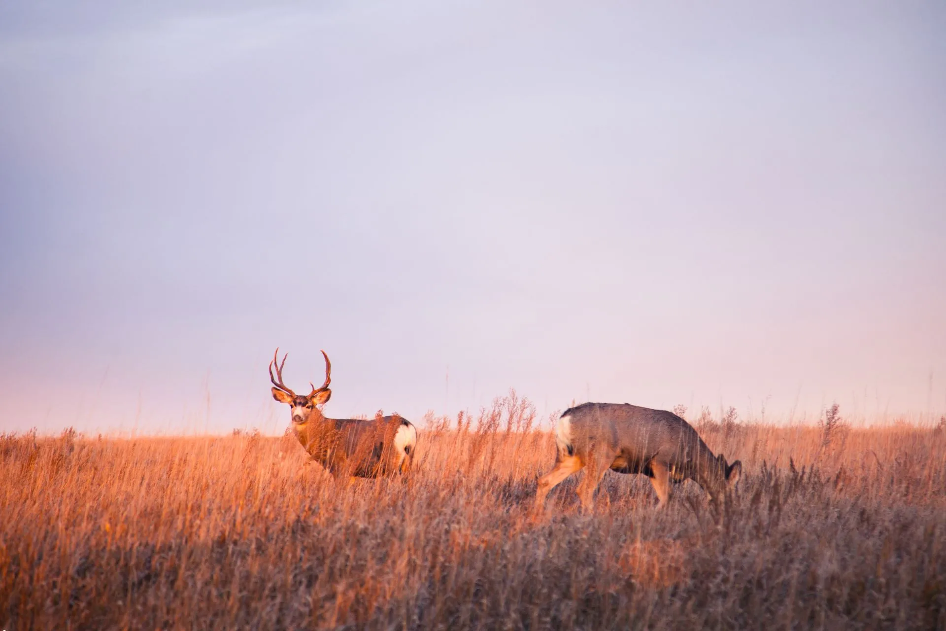 Hunter Education courses scheduled in south-central Montana