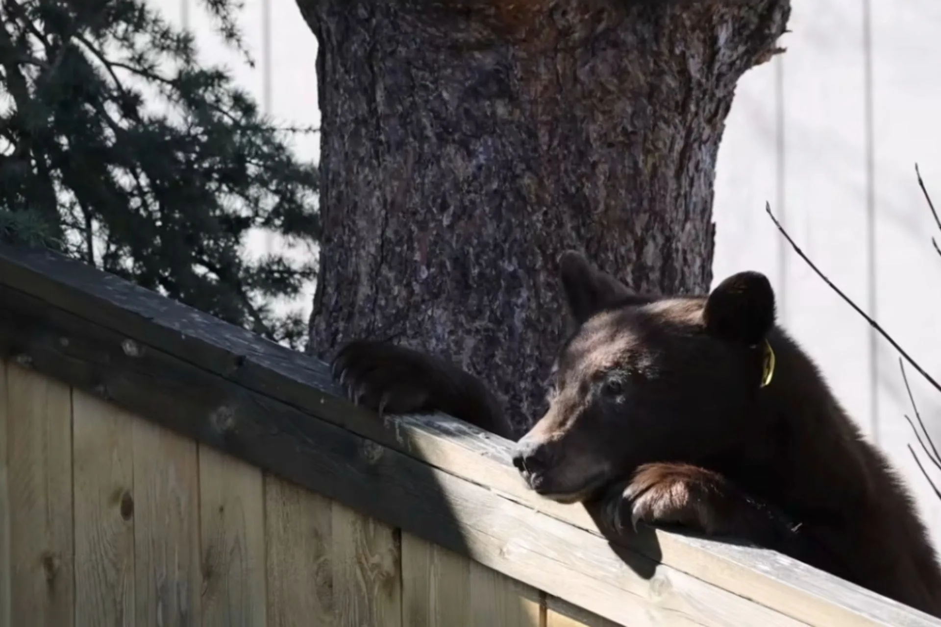 When Bears Break In and Activists Break Out
