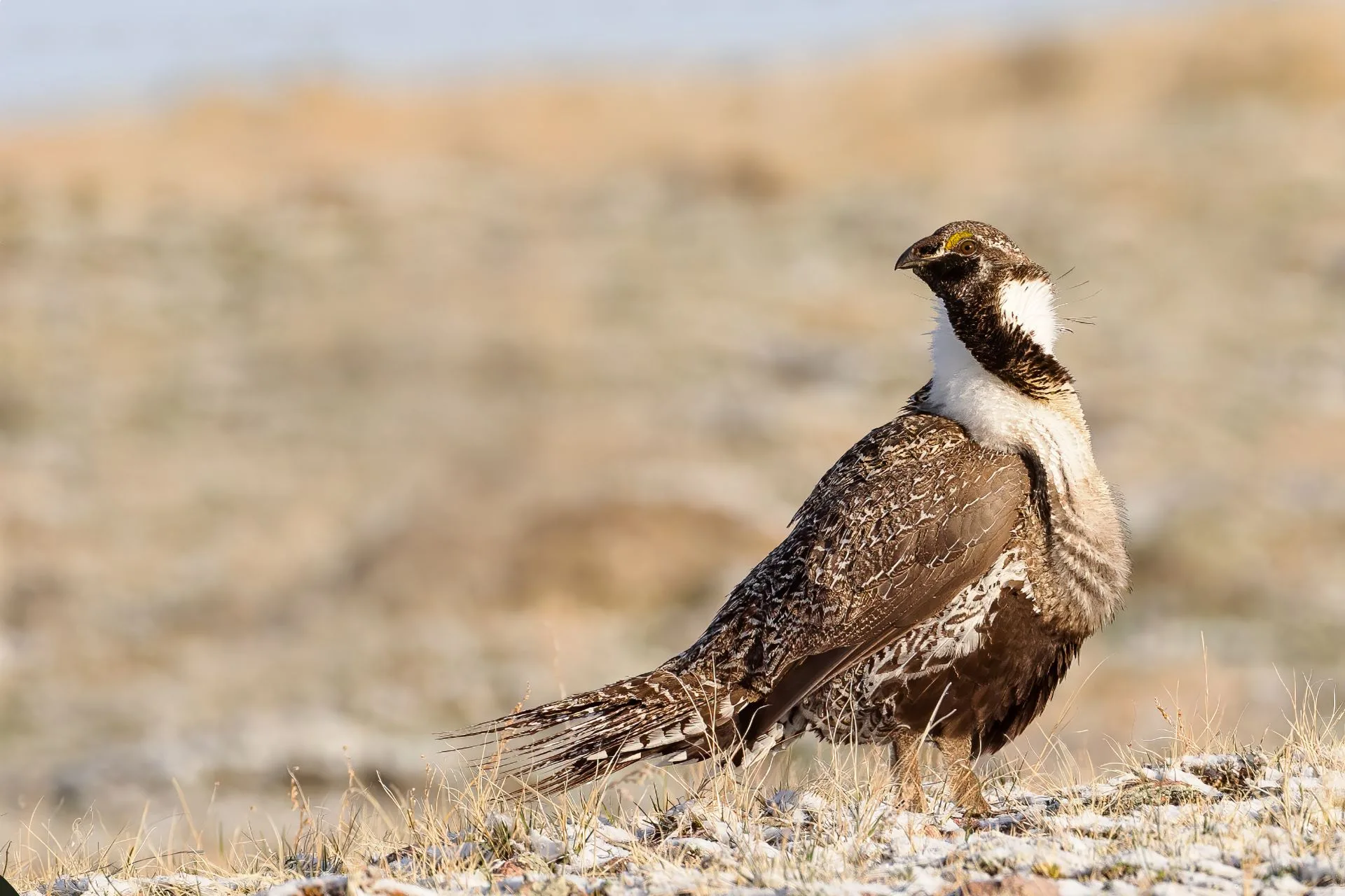 Reminders for upland game bird hunters and archers 
