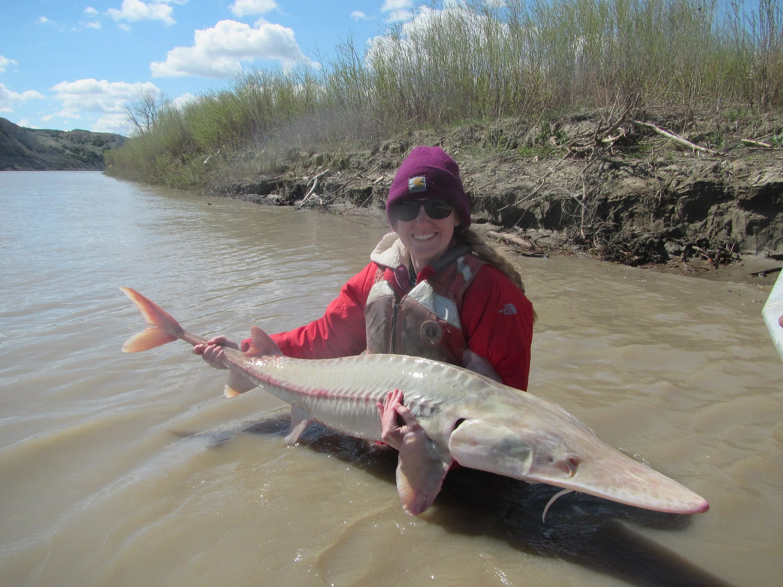 Pallid sturgeon puzzle: Fisheries crew working to put all the recovery pieces together