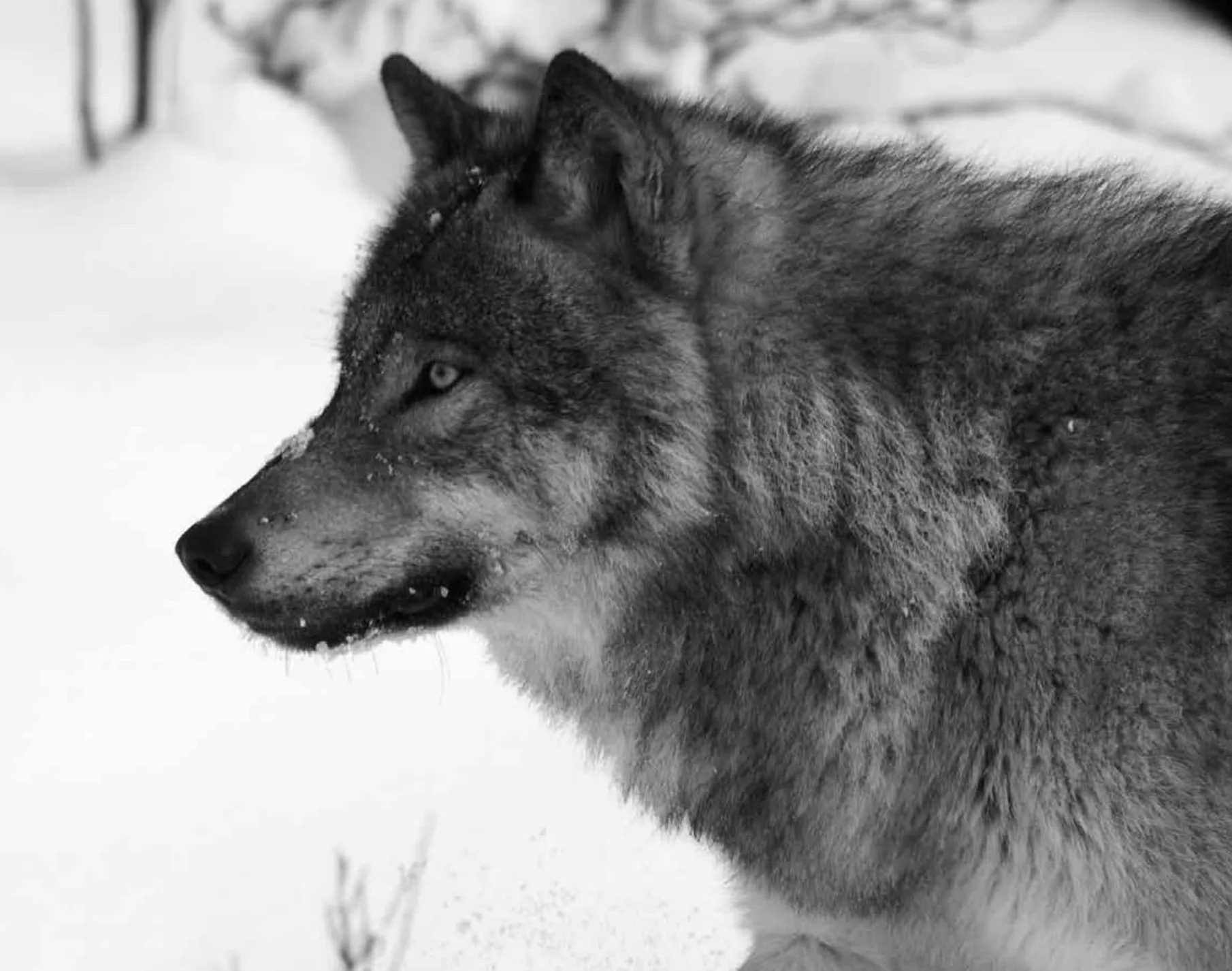 Hunting Wolves on Private Land in Montana: Night Vision Strategies