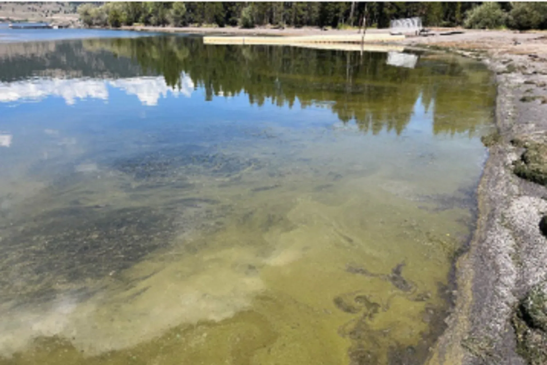 Harmful Aglal Blooms Confirmed at Hebgen Reservoir – Adivsory Issued