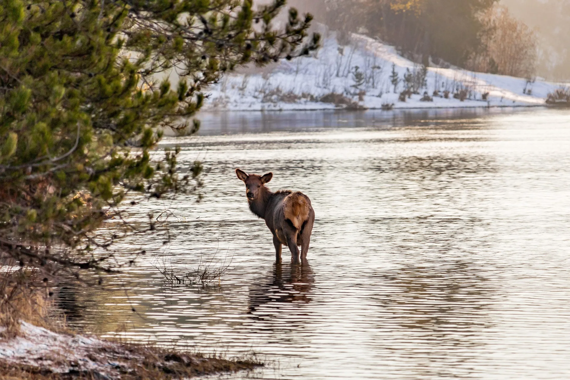 Hunting Camp Extensions Issued for Rocky Mountain Ranger District