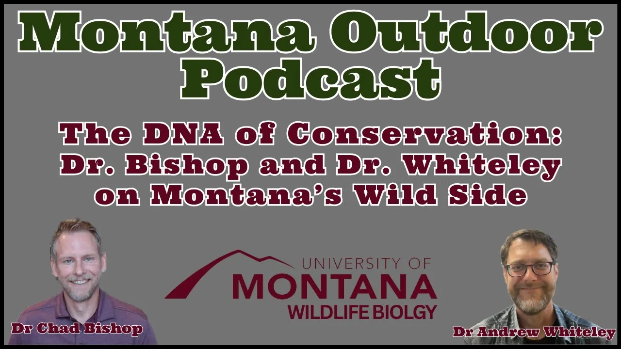 MORS Podcast: Montana’s Wildlife Whisperers: Inside the U of M’s Wildlife Biology Program