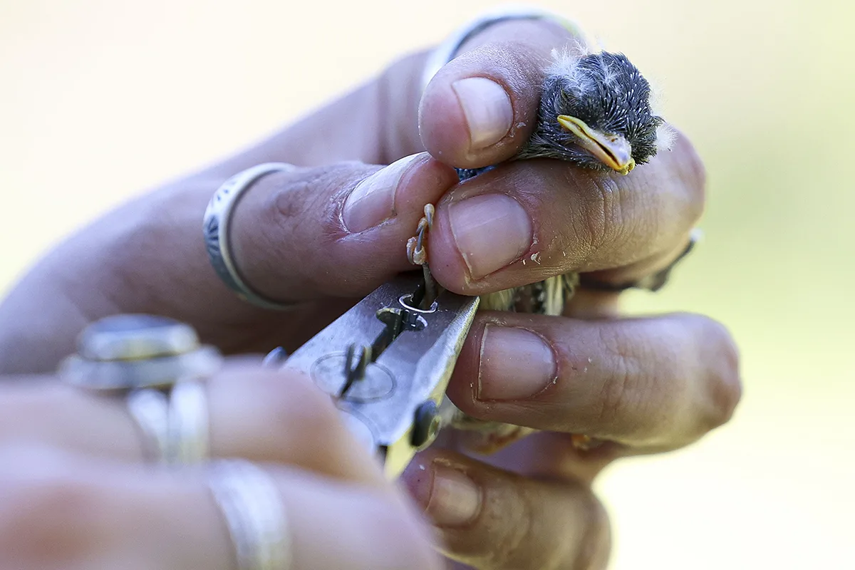 UM Research: Songbirds Reveal Secrets of Long-term Mining Impacts