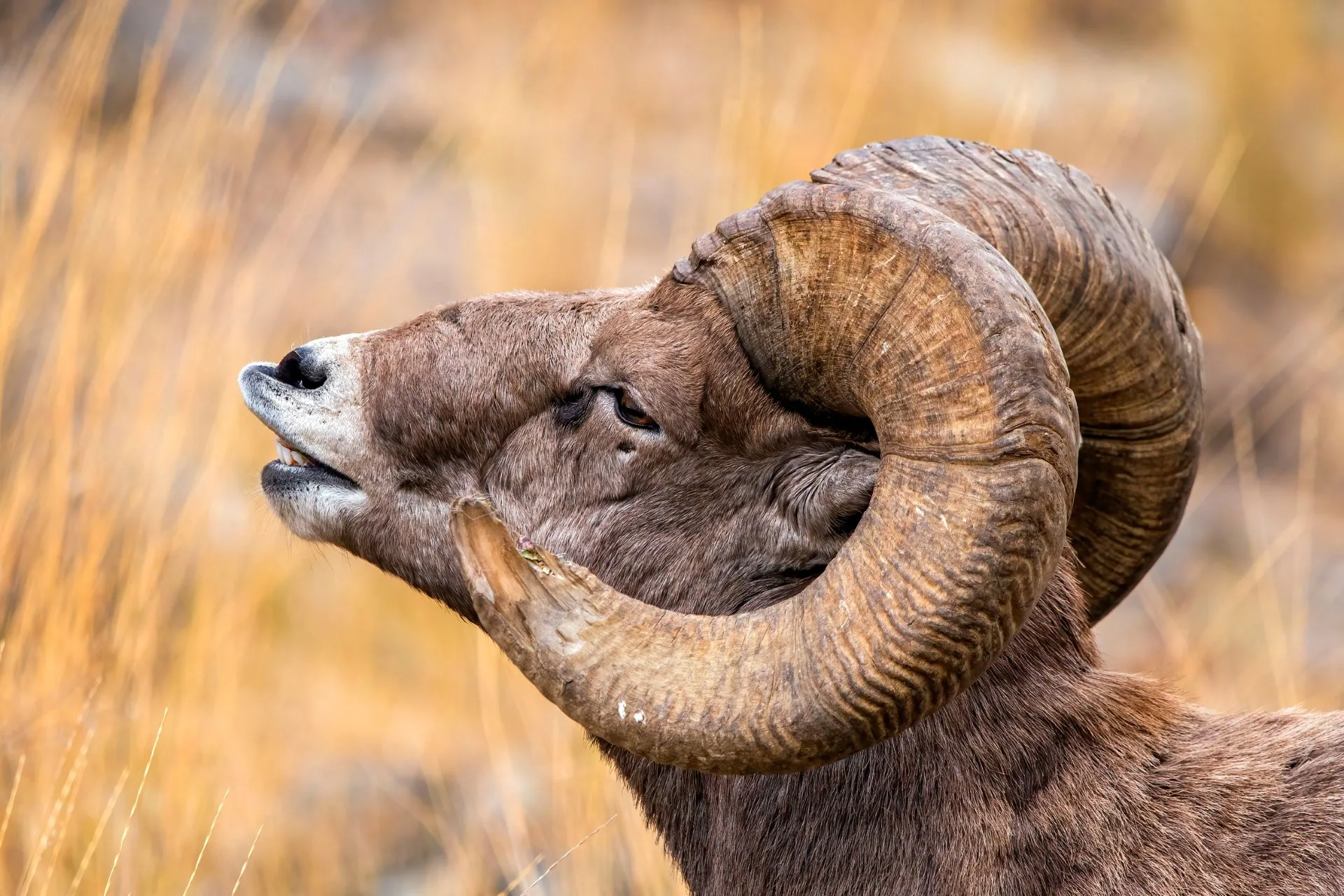 It was a short season for some backcountry bighorn hunters