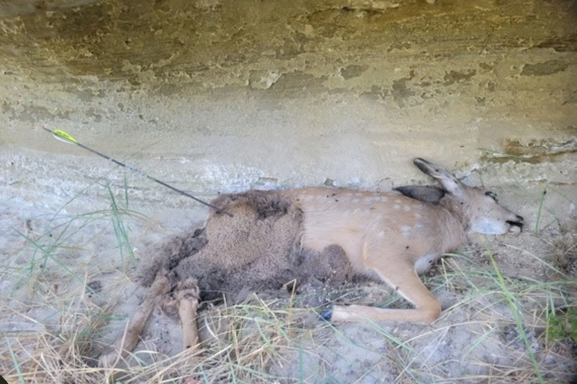 Mule deer fawn shot, left to waste on Billings Rod and Gun Club archery range