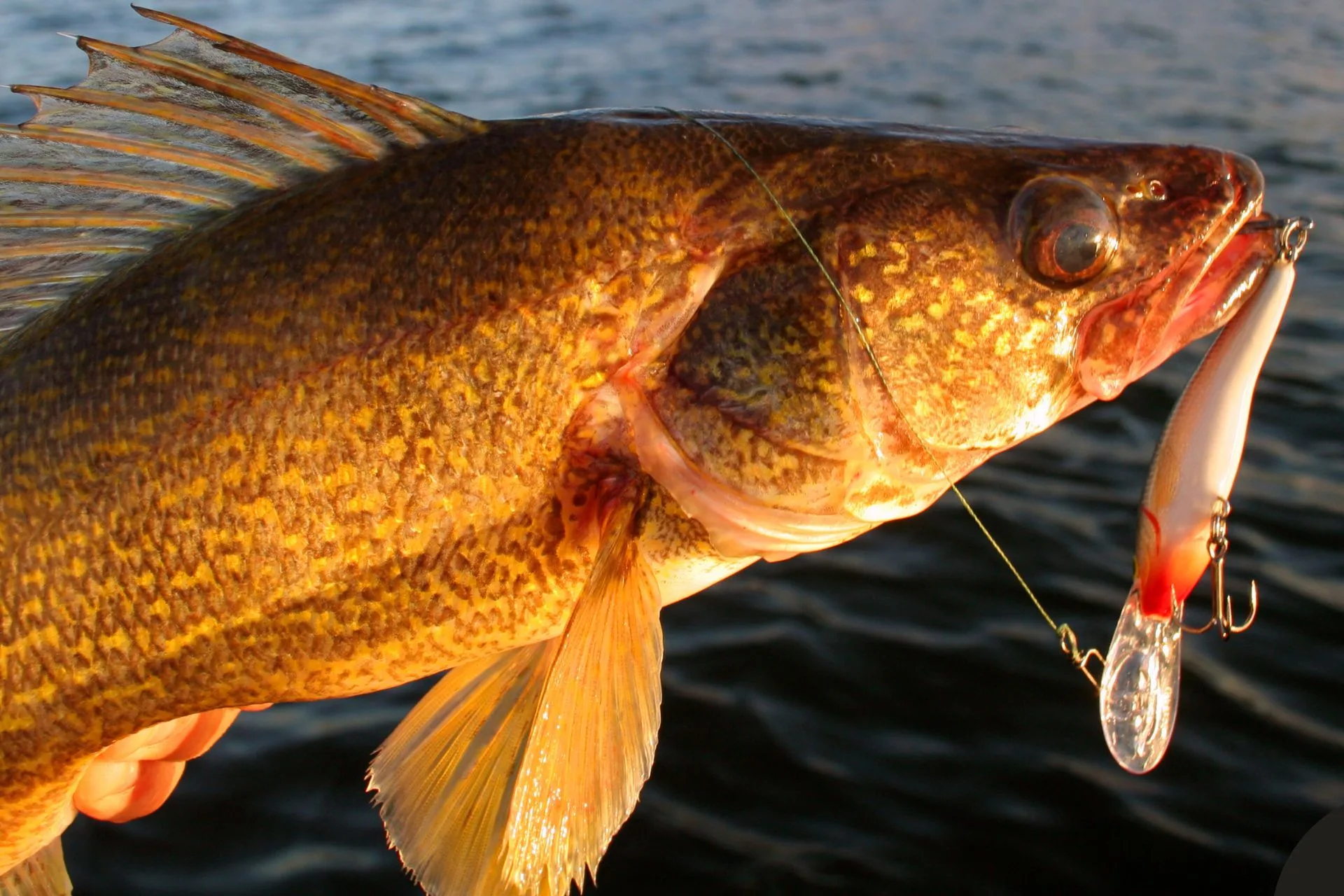 FWP Helena Area Reservoirs Fishing Report 9.8.25