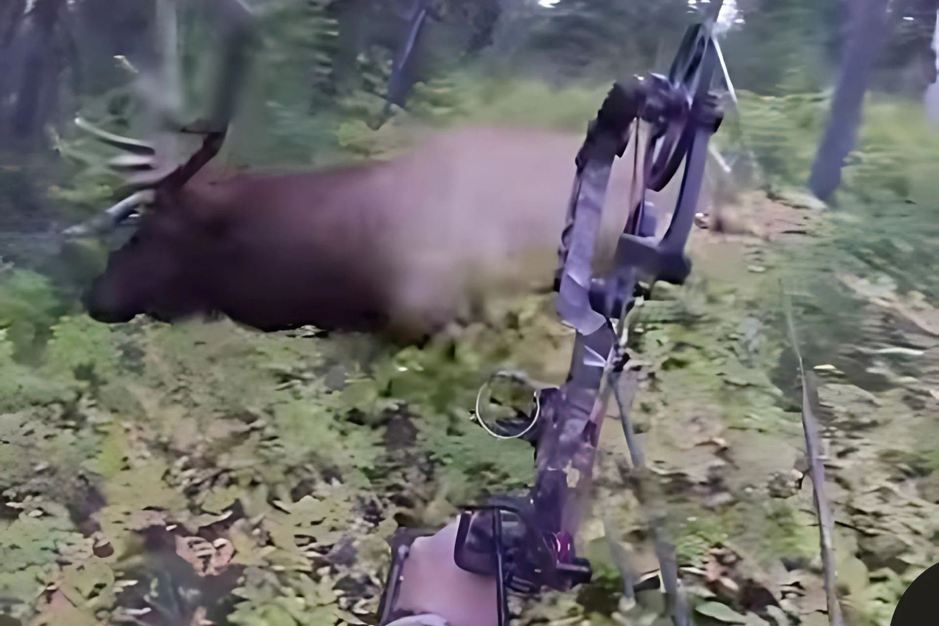 Shoot Sight-Free