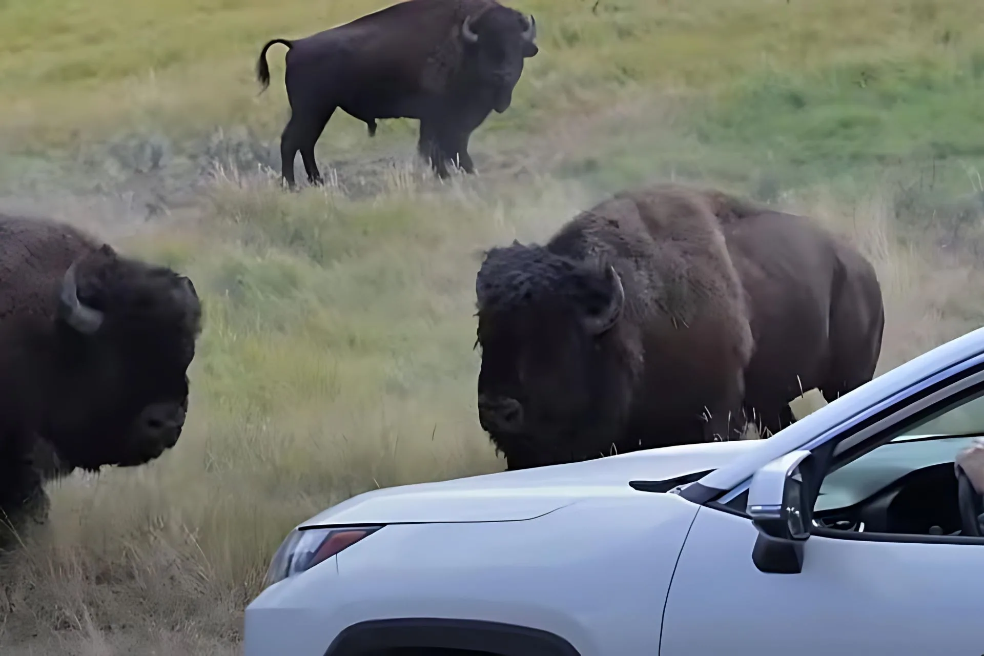 A Couple of Yellowstone Heavyweights That Don’t Care…