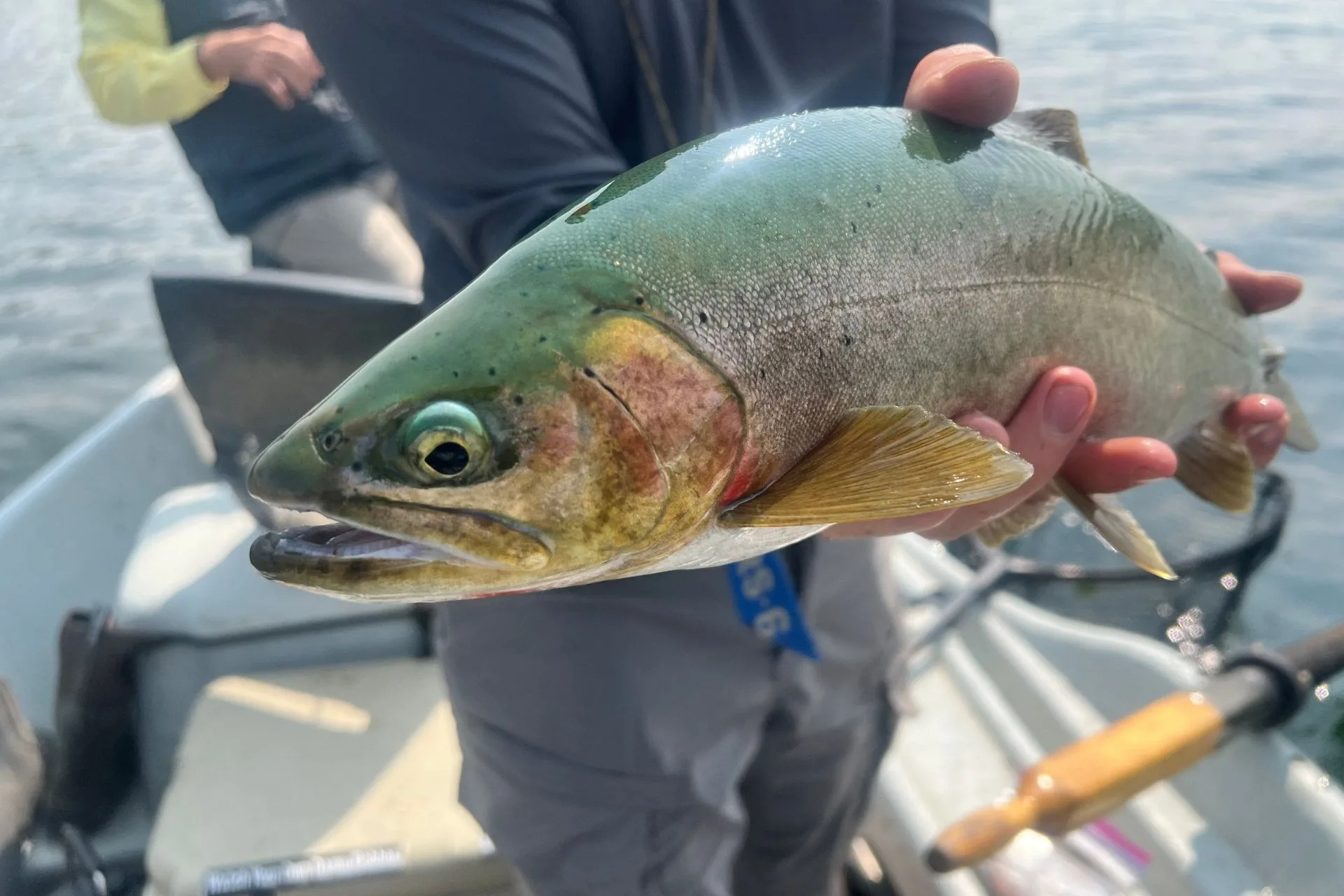 Madison River Outfitters Fishing Report 9.11.25