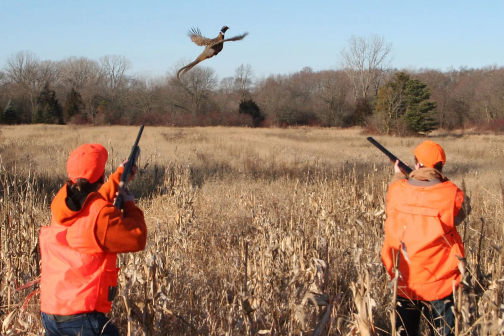 Bird Brains Don’t Wear Safety Orange