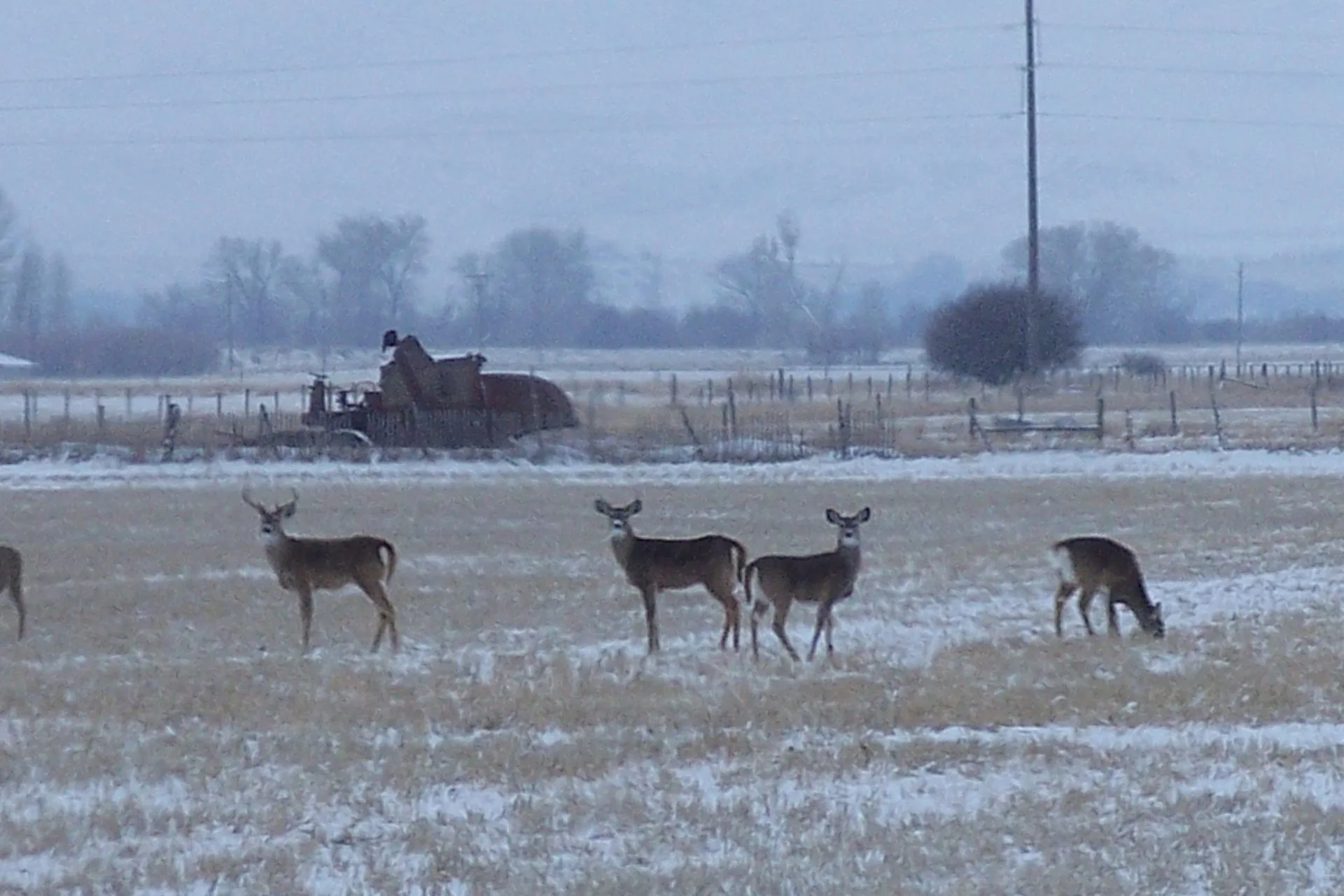 Deer Dining