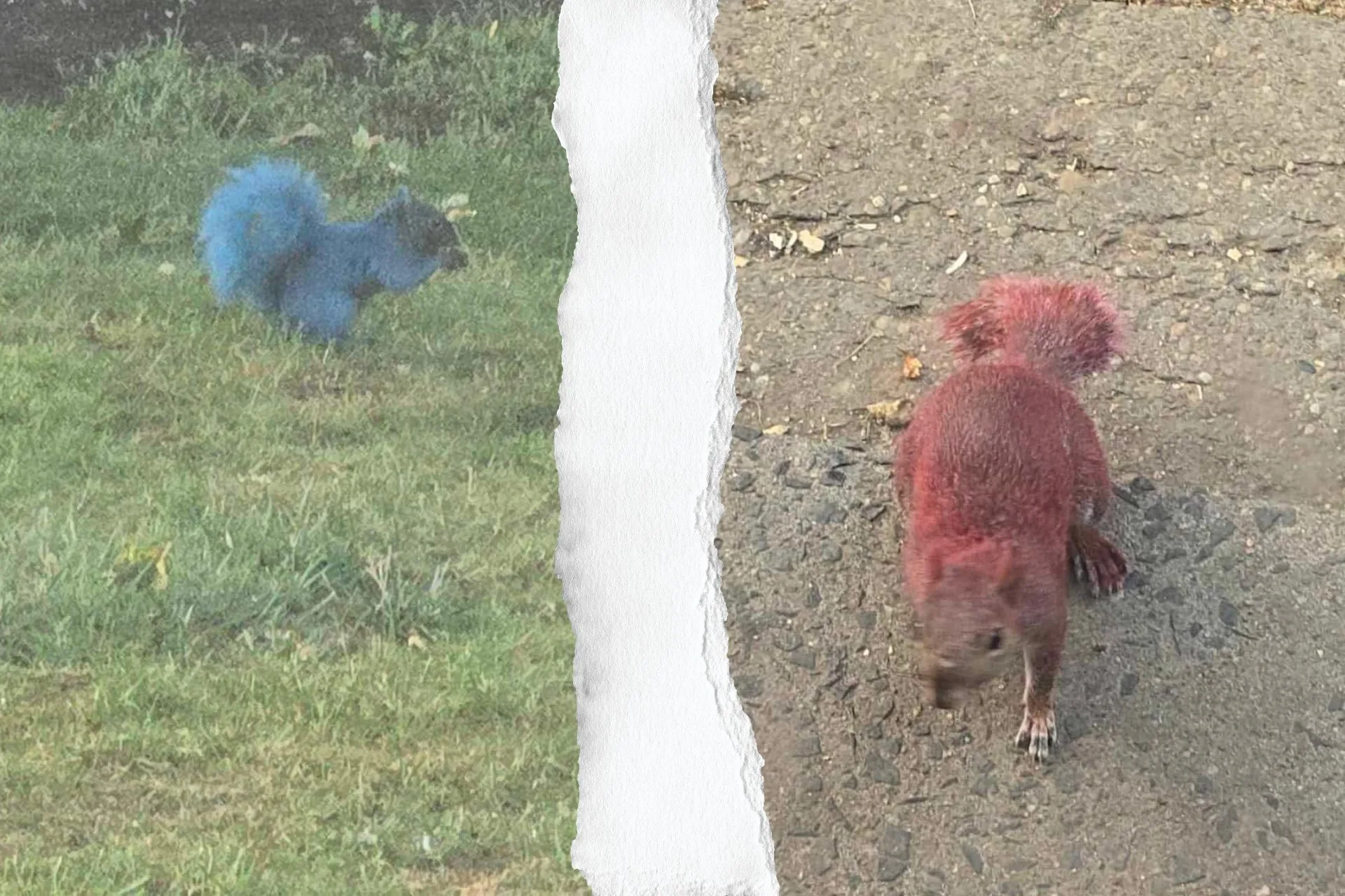 Reminder: Do Not Paint Wildlife…smh