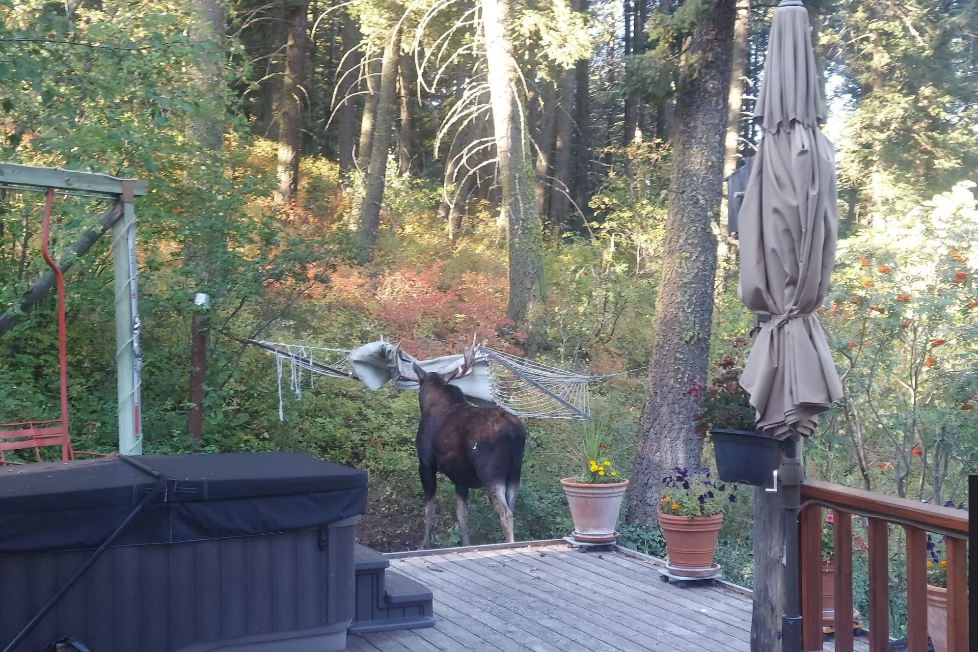 A Bull’s Backyard Adventure