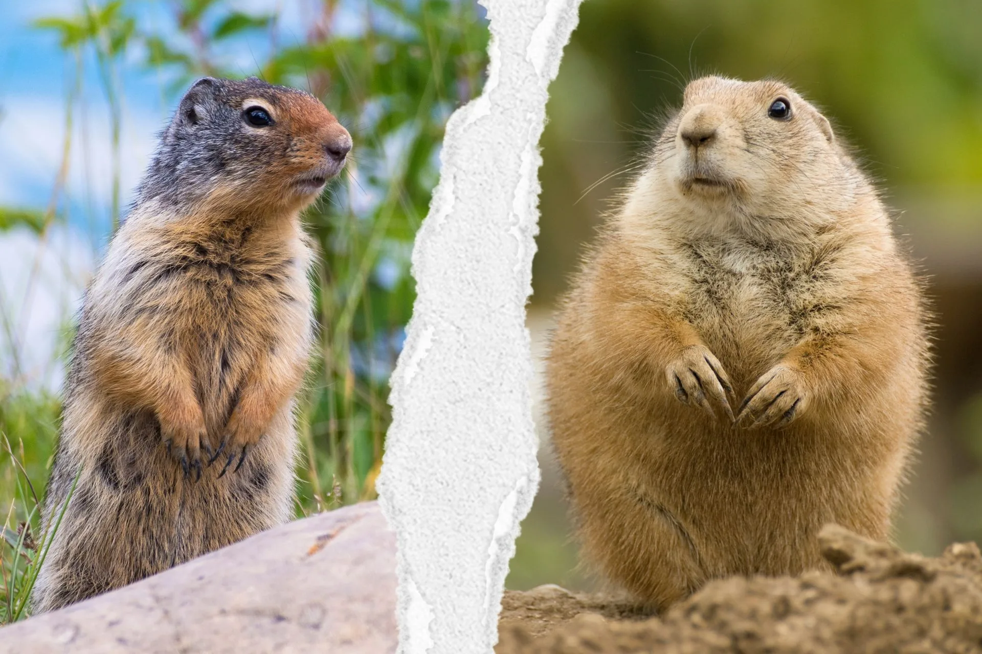Gopher or Prairie Dog?