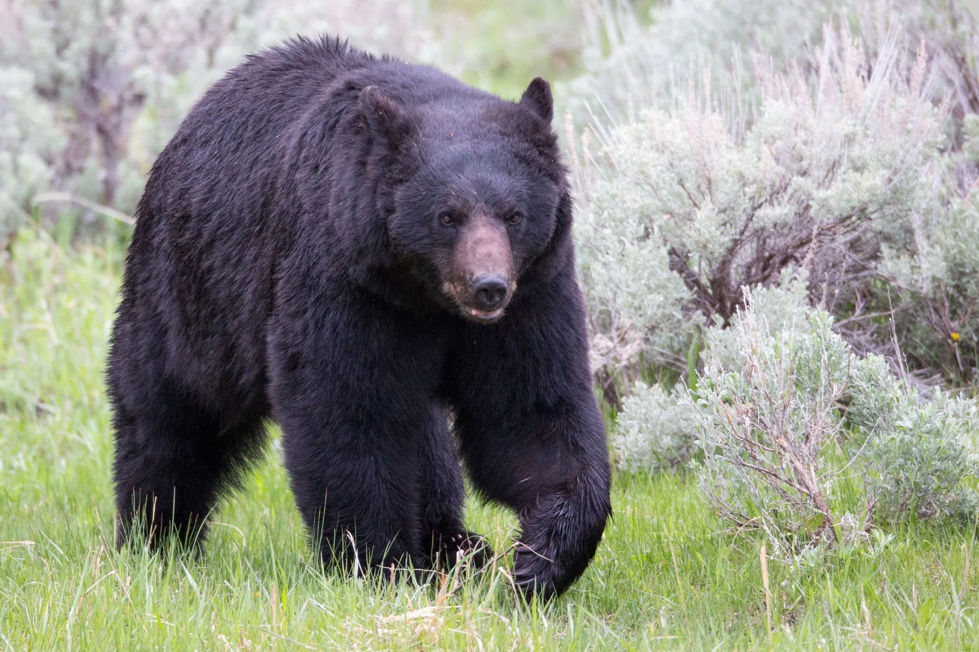 Notice of Fall Black Bear Closure in BMU 520