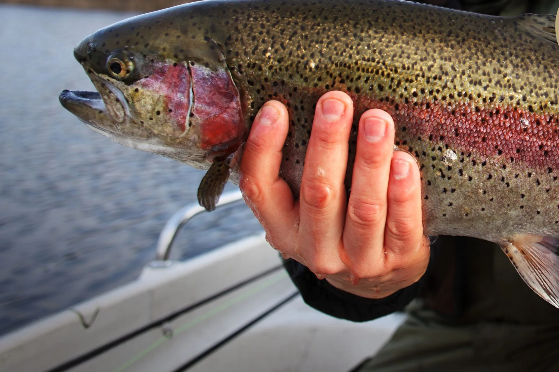 Helena Area Reservoirs Fishing Report 9.22.25