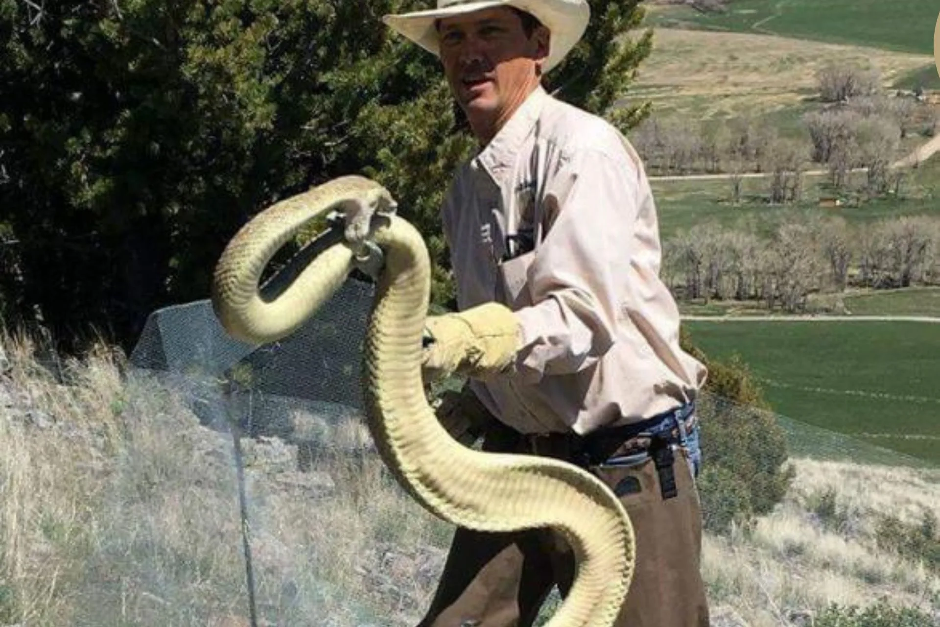 Snake Busters