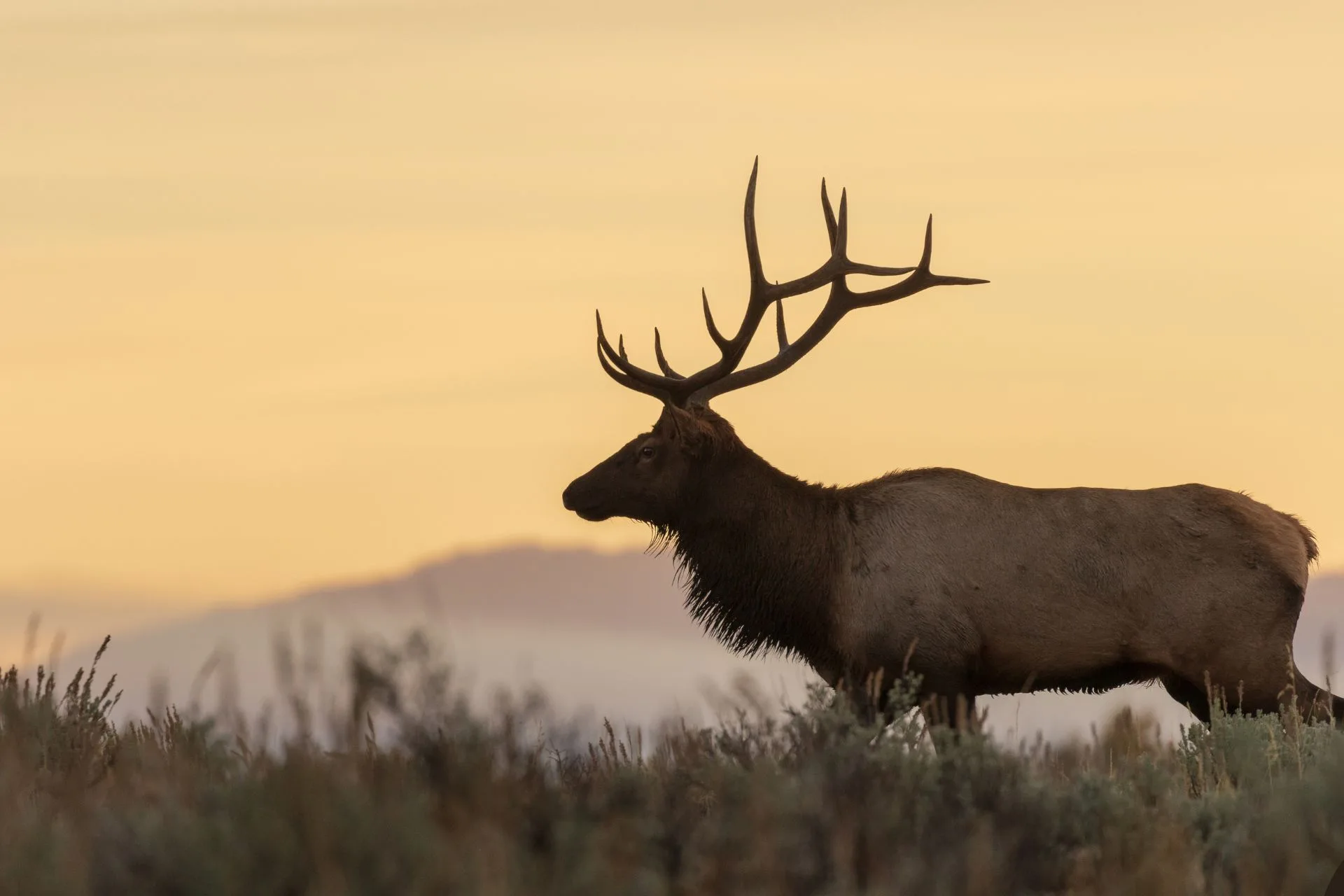 Where Have All the Elk Gone?