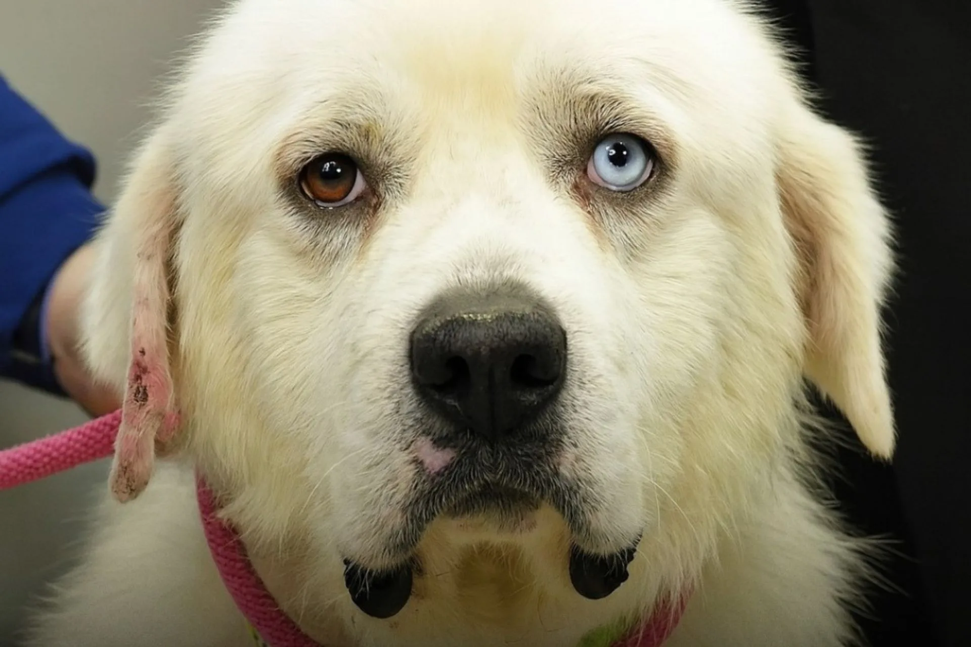 One Dog, Eleven Coyotes, Zero Fear