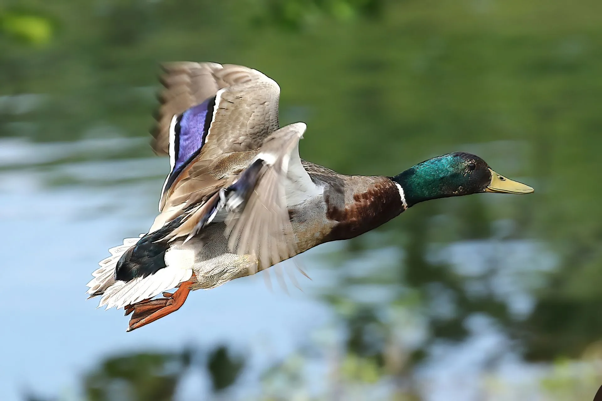 Bird hunters should be aware of highly pathogenic avian influenza in wild birds