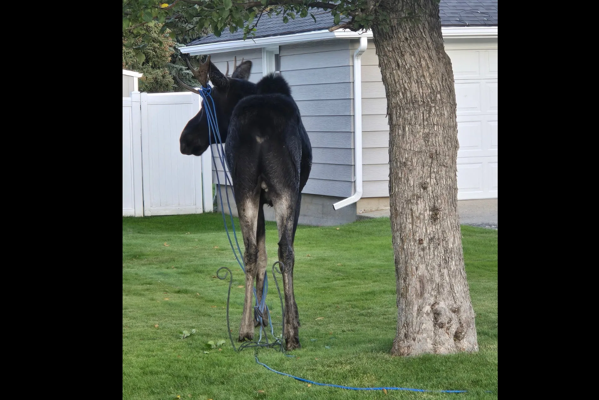 Moose darted, untangled after becoming tangled in extension cord in Red Lodge